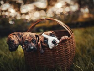 Why Childfree People Are Choosing Pets Over Kids