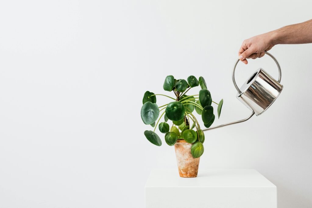 What is GINK? The Eco-Conscious Alternative to DINKs and SINKs – hand watering a young plant symbolizing sustainable, childfree living.