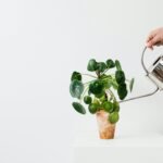 What is GINK? The Eco-Conscious Alternative to DINKs and SINKs – hand watering a young plant symbolizing sustainable, childfree living.