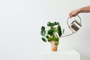 What is GINK? The Eco-Conscious Alternative to DINKs and SINKs