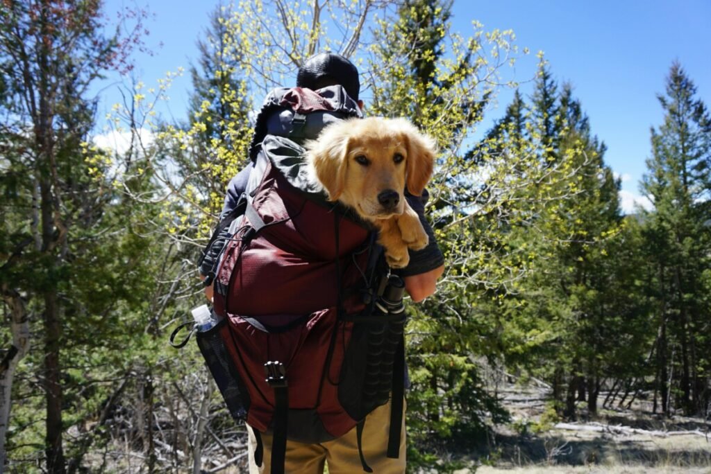 Man with a dog in a pet backpack carrier. This is a featured image for "The Ultimate Guide to Childfree Pet-Friendly Vacations.