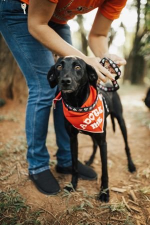 A cute black dog sitting outside on a leash—highlighting pet ownership and animal rescue as one of the 10 best hobbies for childfree adults.